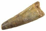 Fossil Spinosaurus Tooth - Feeding Worn Tip #360195-1